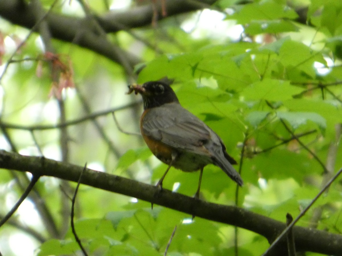 American Robin - ML635052773