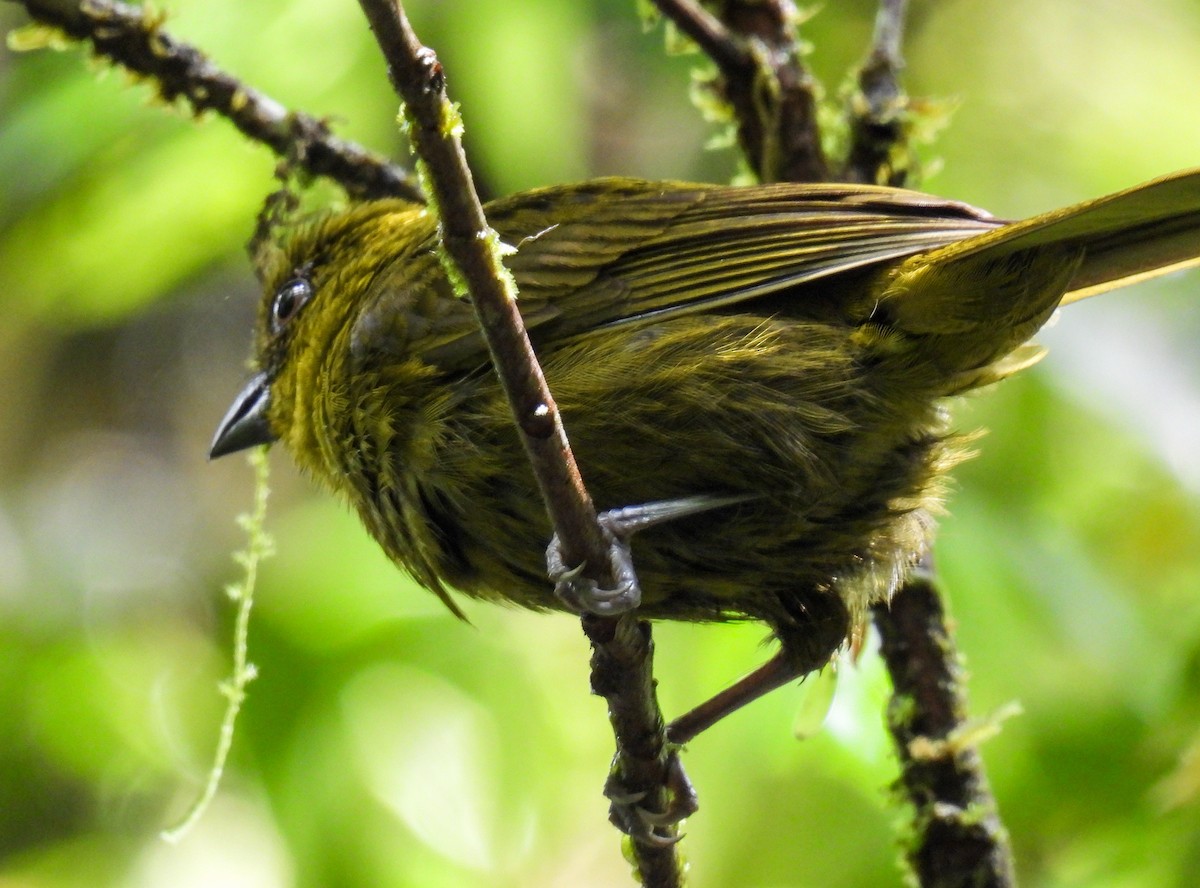 Carmiol's Tanager - ML635052777