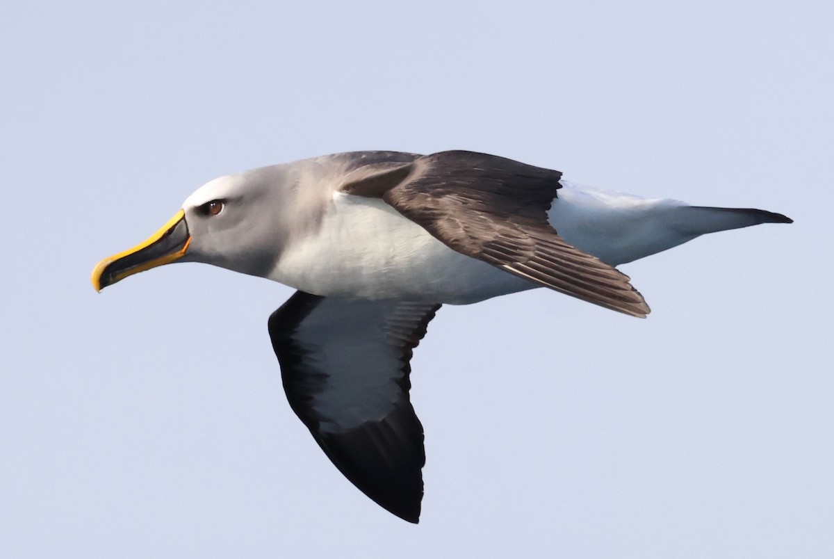 Buller's Albatross - ML635052790