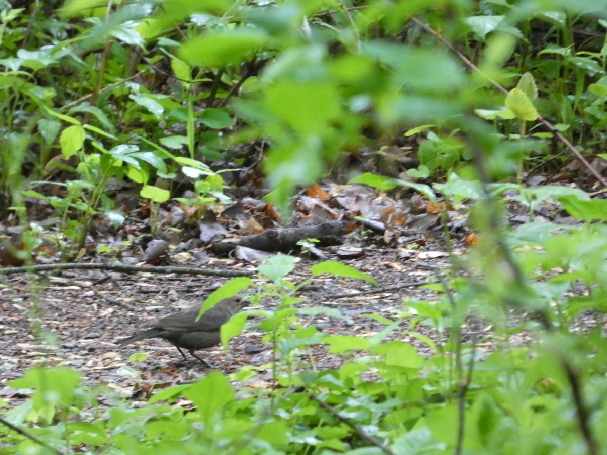 Brown-headed Cowbird - ML635052838