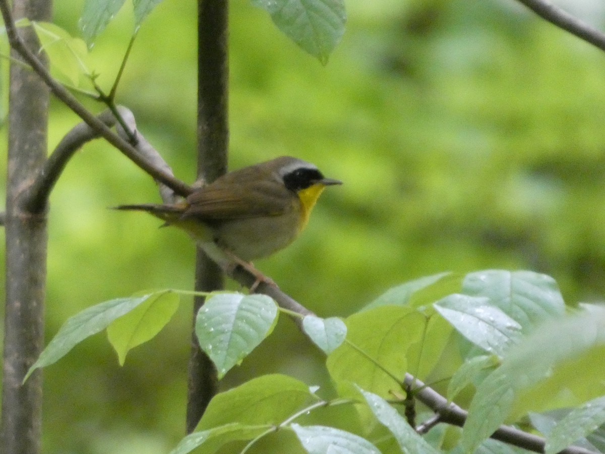 Common Yellowthroat - ML635052857