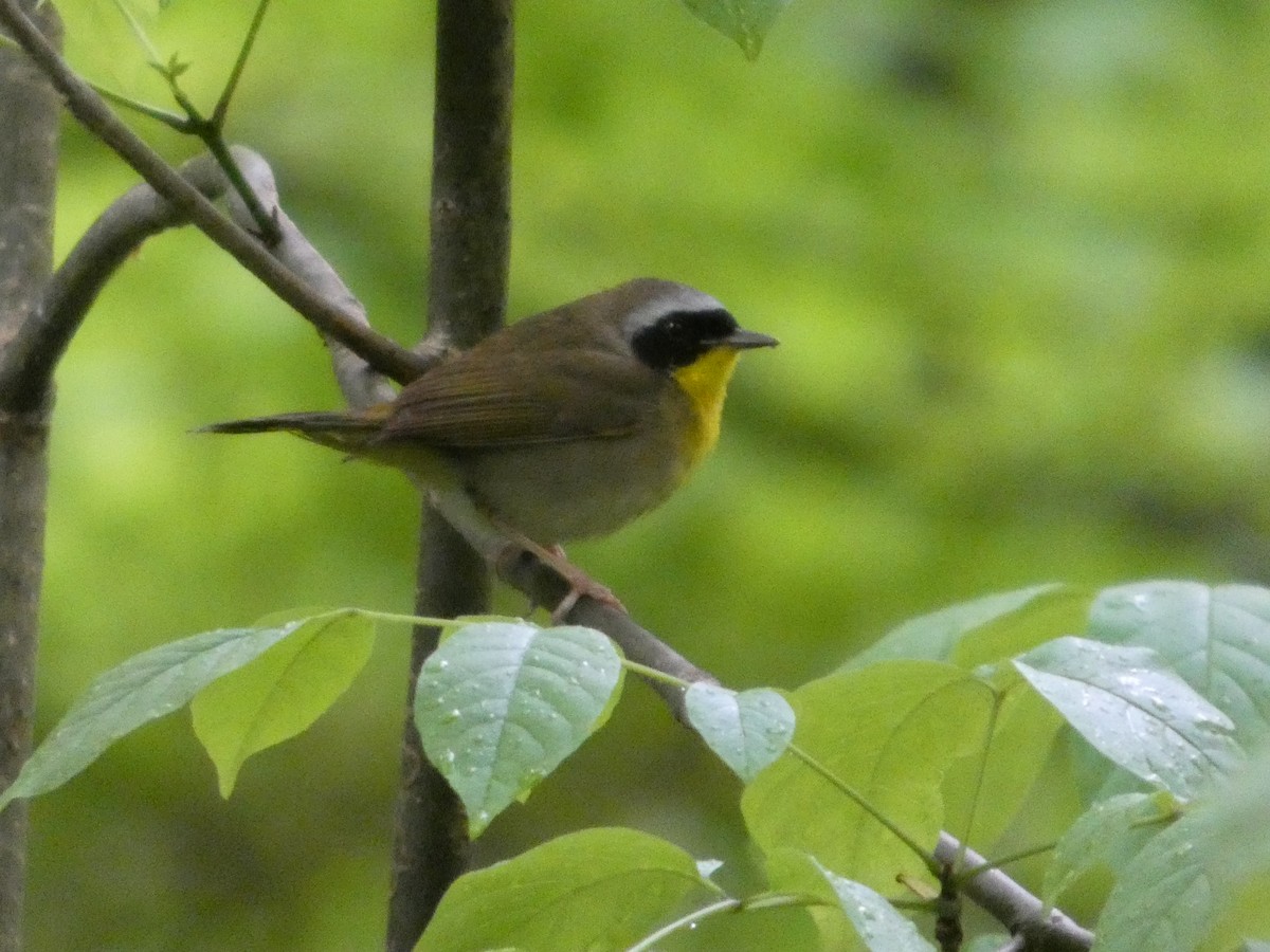 Common Yellowthroat - ML635052873