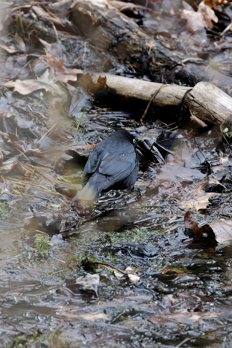 Rusty Blackbird - ML635052929