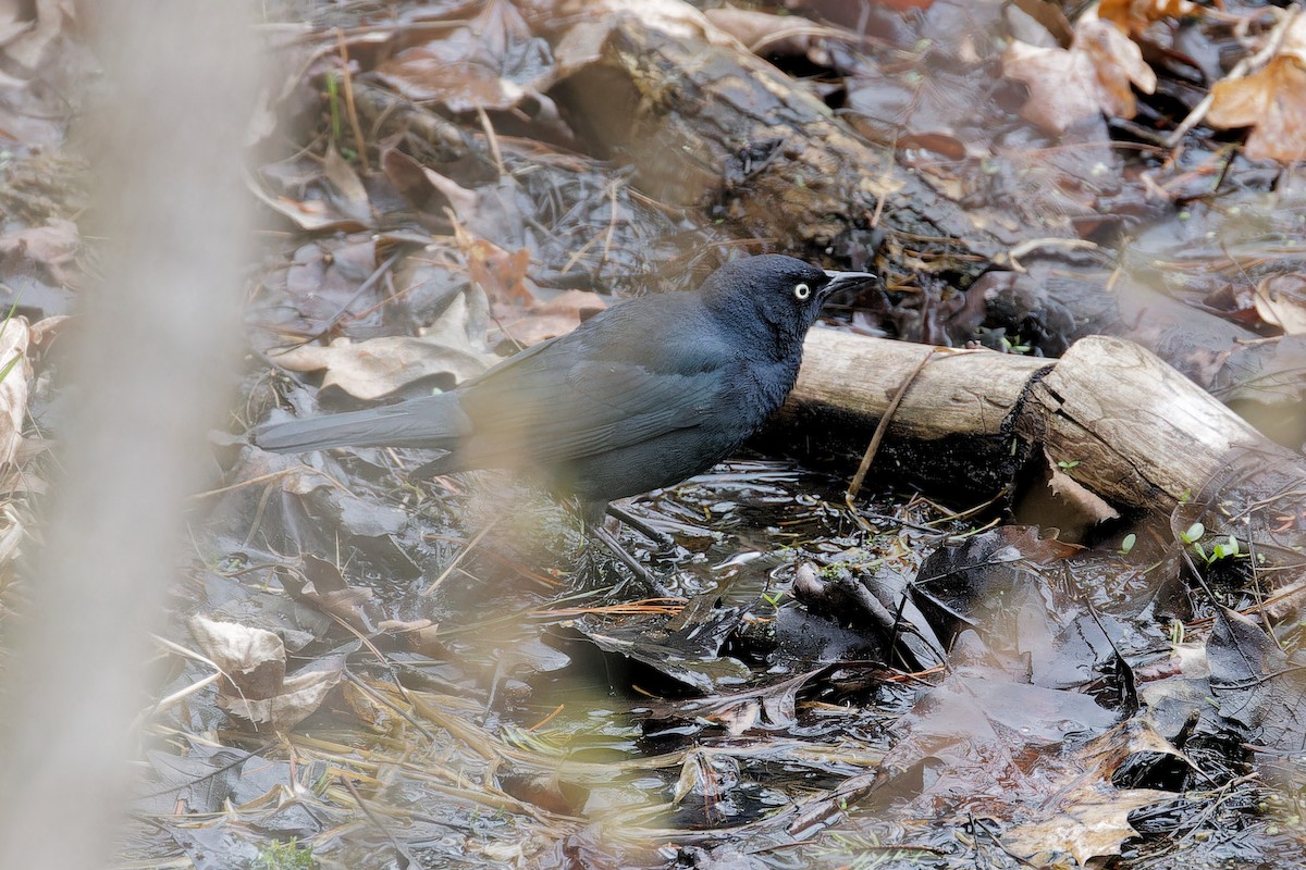 Rusty Blackbird - ML635052930