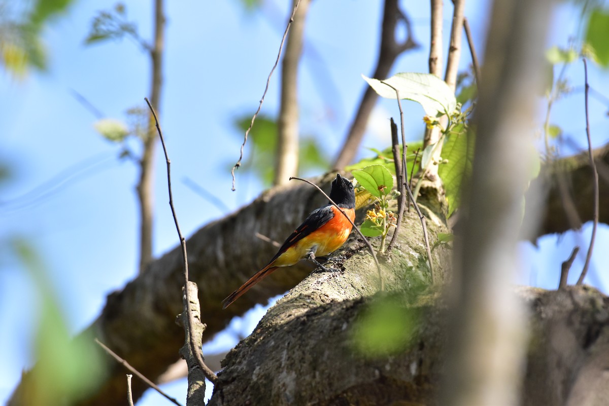 Small Minivet - ML635053116