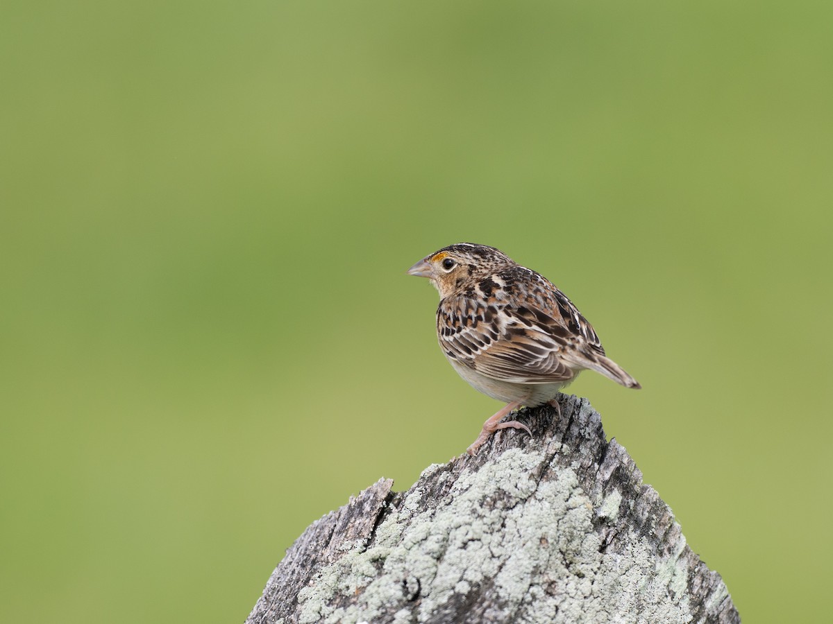 Grasshopper Sparrow - ML635053160