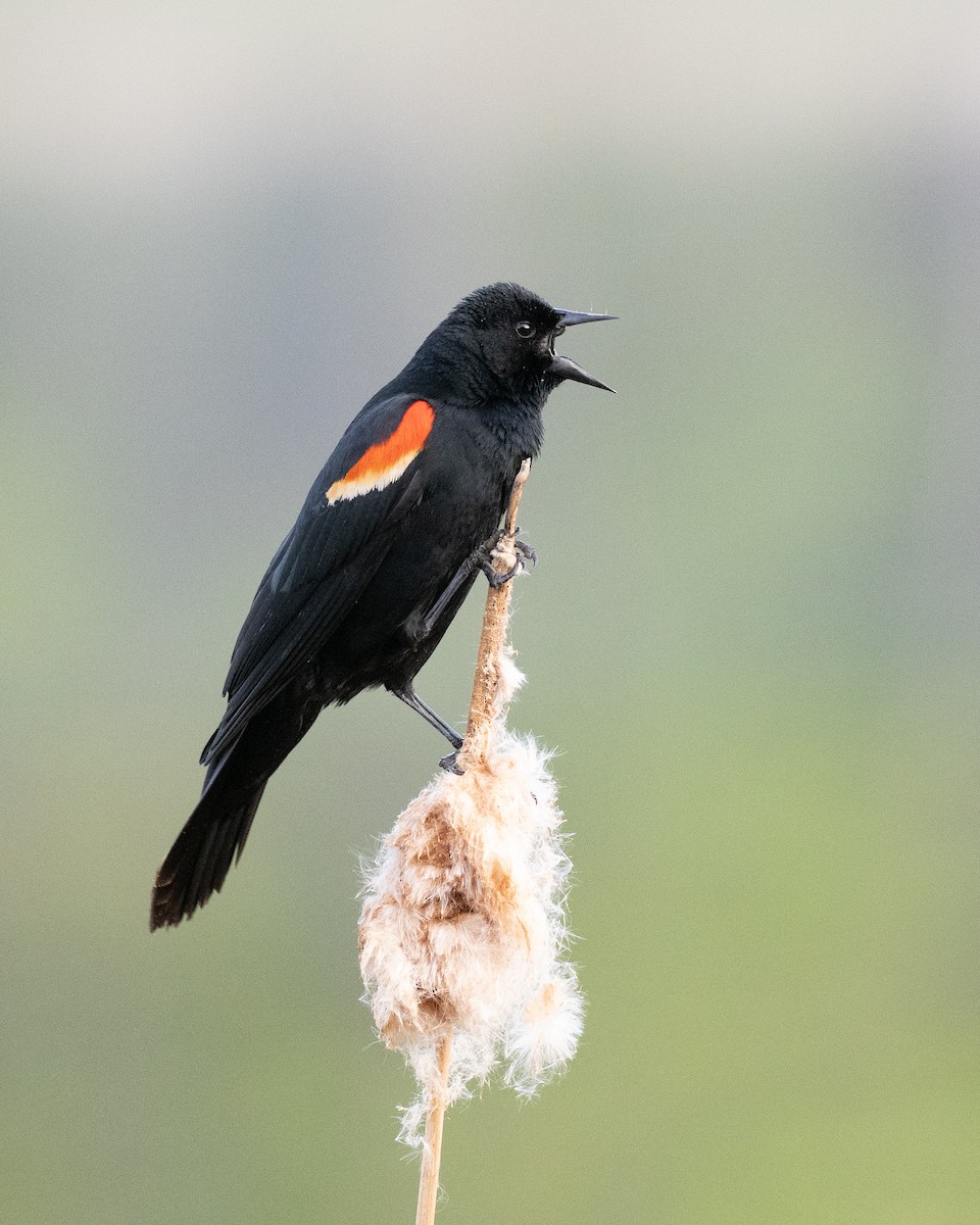 Red-winged Blackbird - ML635053225