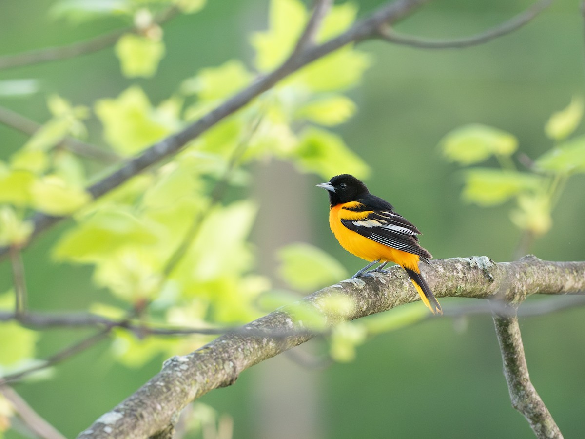 Baltimore Oriole - ML635053239