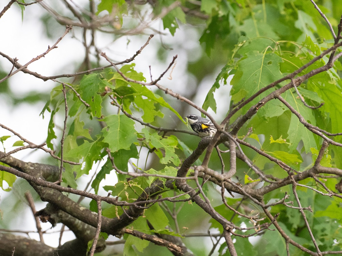 Yellow-rumped Warbler - ML635053249