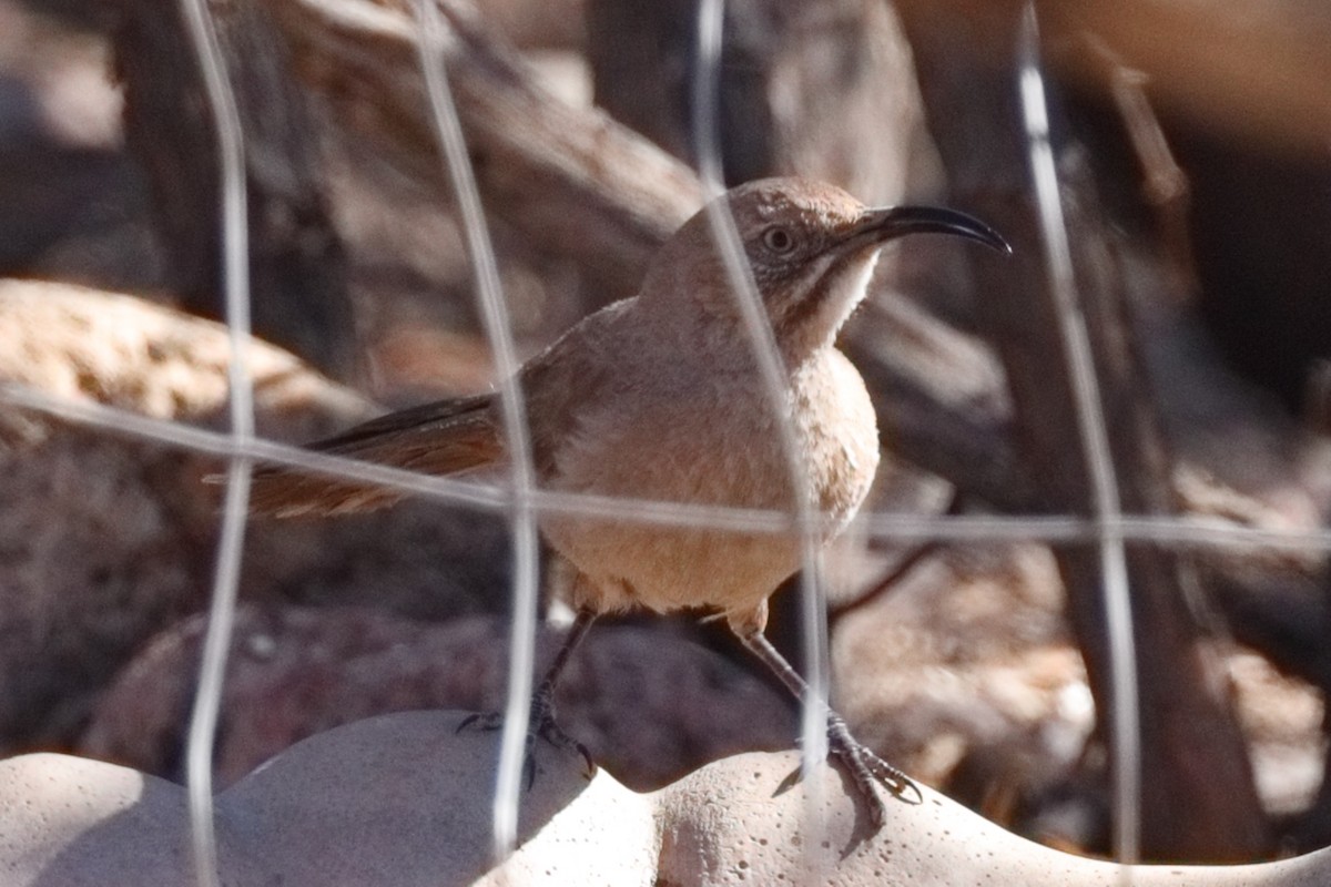 Crissal Thrasher - ML635053417
