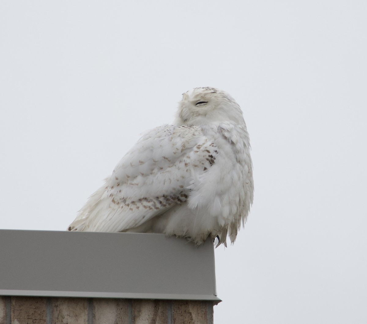 Snowy Owl - ML635053431