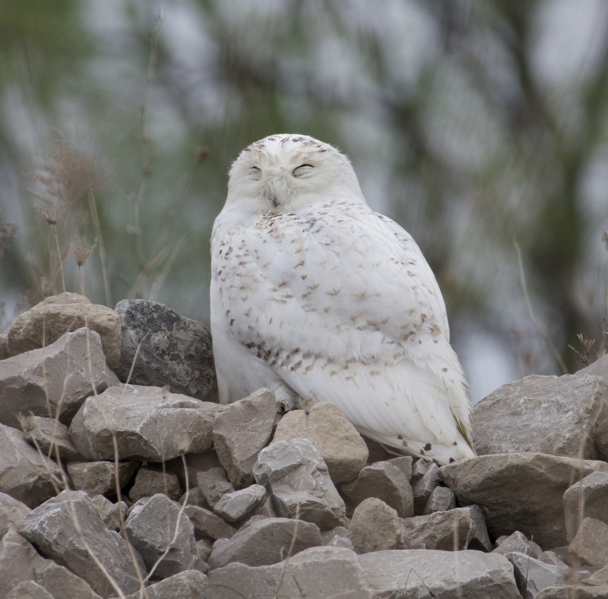 Snowy Owl - ML635053432