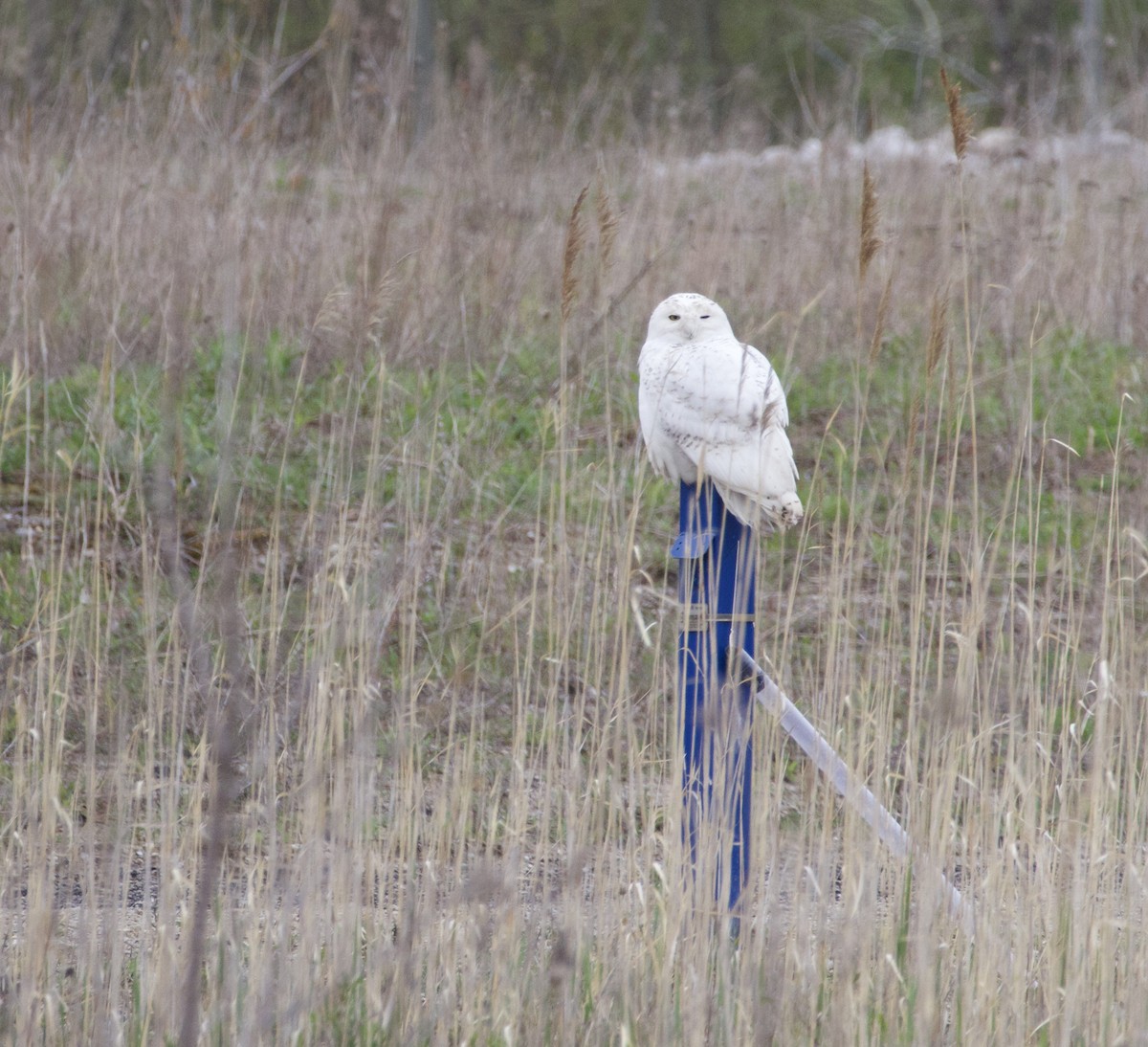 Snowy Owl - ML635053433