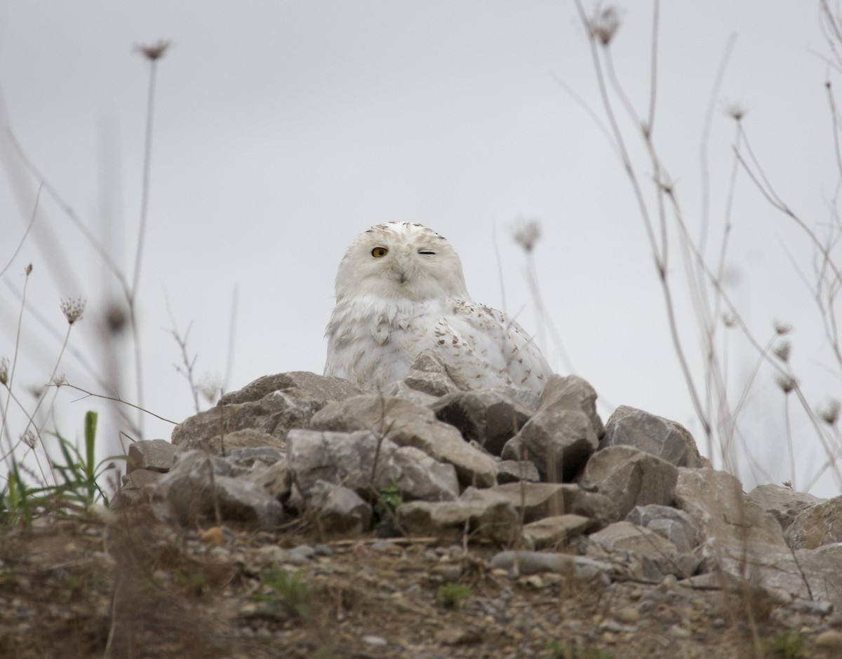 Snowy Owl - ML635053434