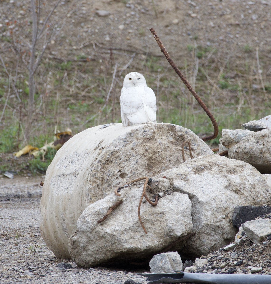 Snowy Owl - ML635053436