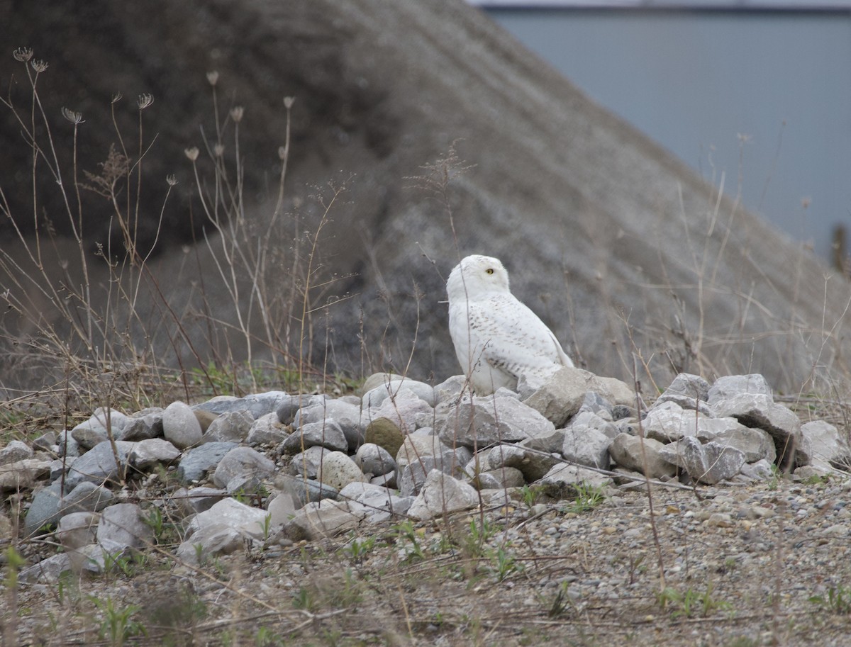 Snowy Owl - ML635053437