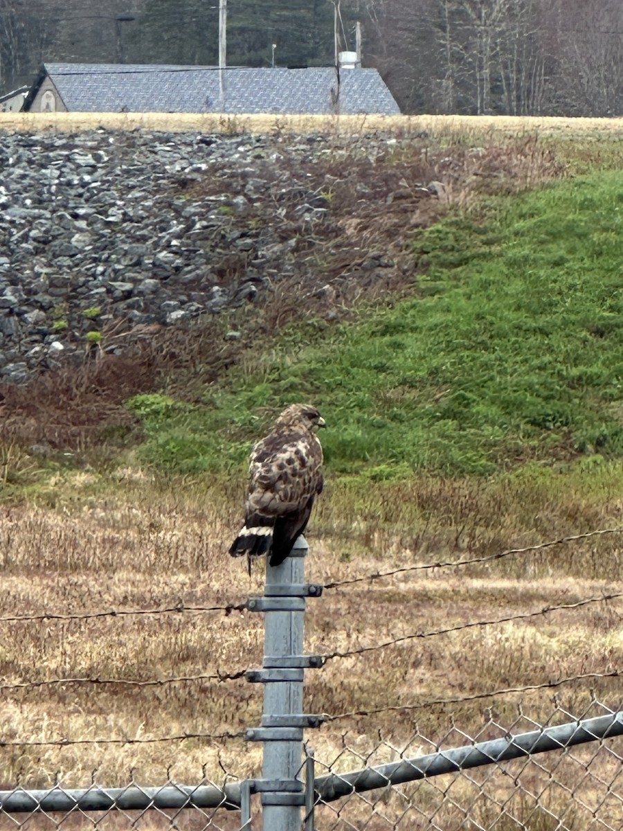Broad-winged Hawk - ML635053455