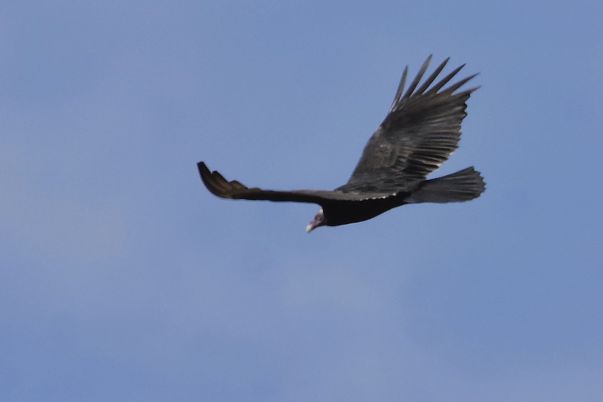 Aura Gallipavo - ML635053541