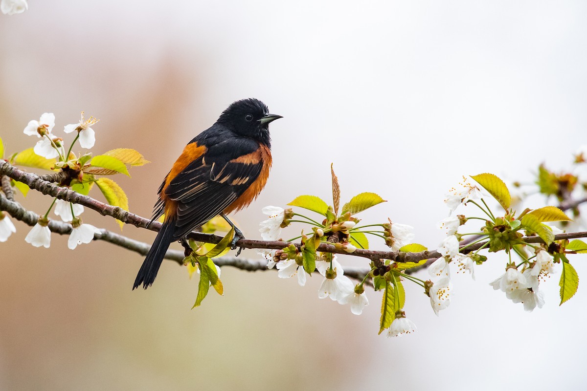 Orchard Oriole - ML635053555