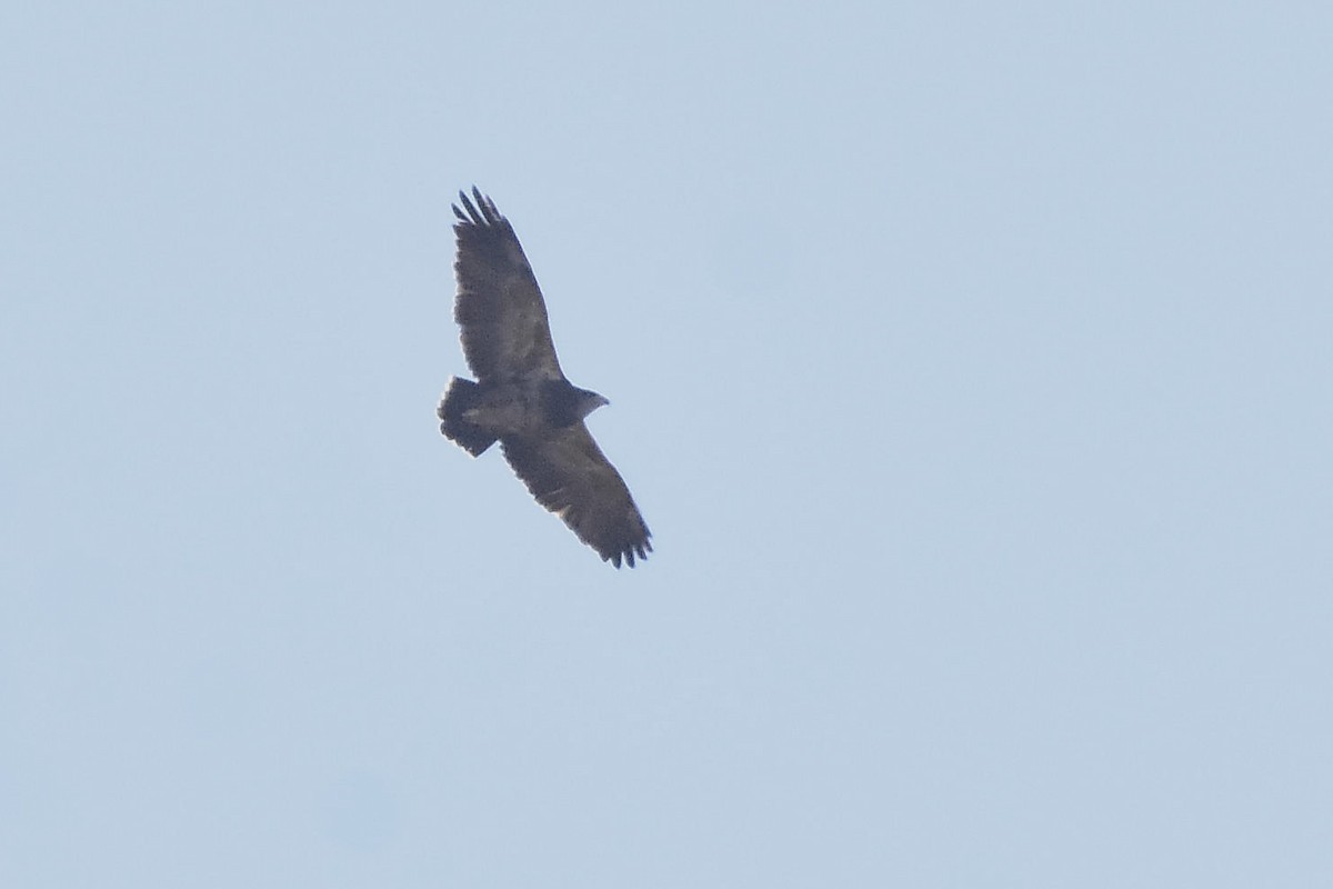 Águila Mora - ML635053597