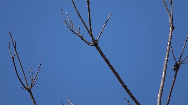 Narcissus Flycatcher - ML635053719