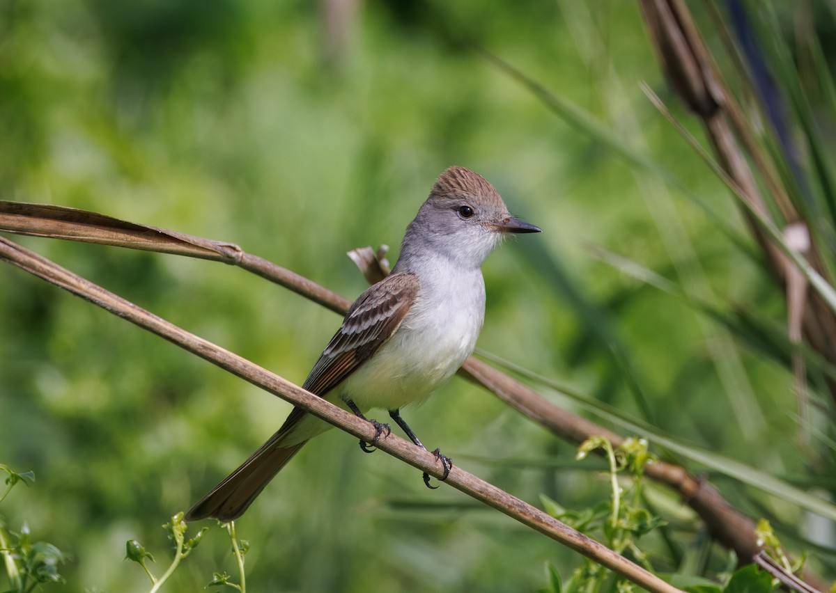 Ash-throated Flycatcher - John Callender