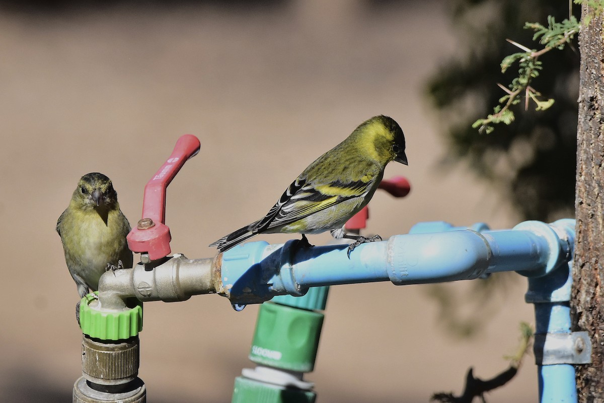 Black-chinned Siskin - ML635053773