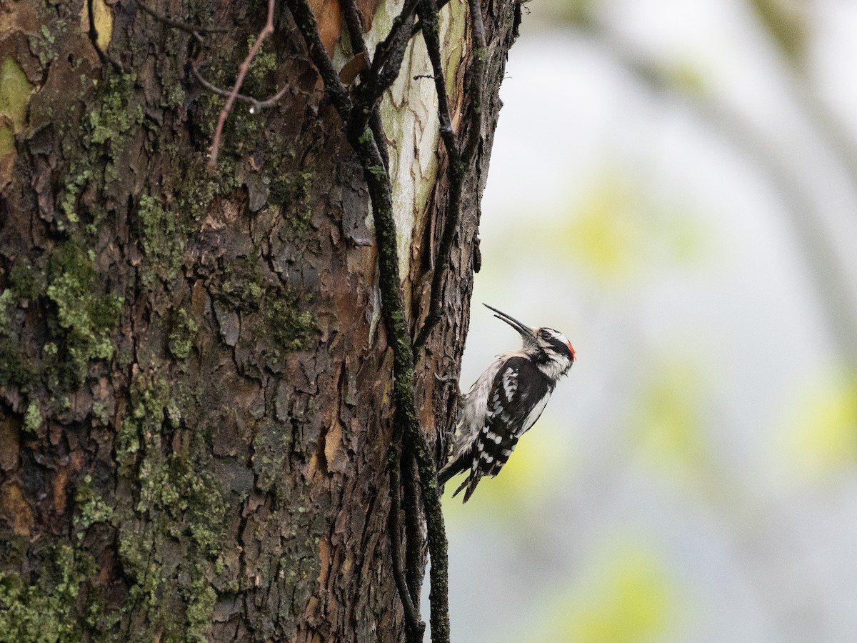 Downy Woodpecker - ML635053798