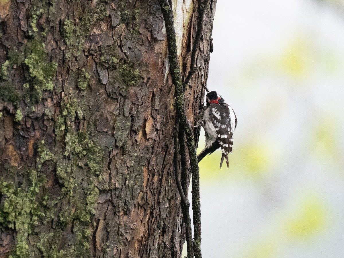 Downy Woodpecker - ML635053801