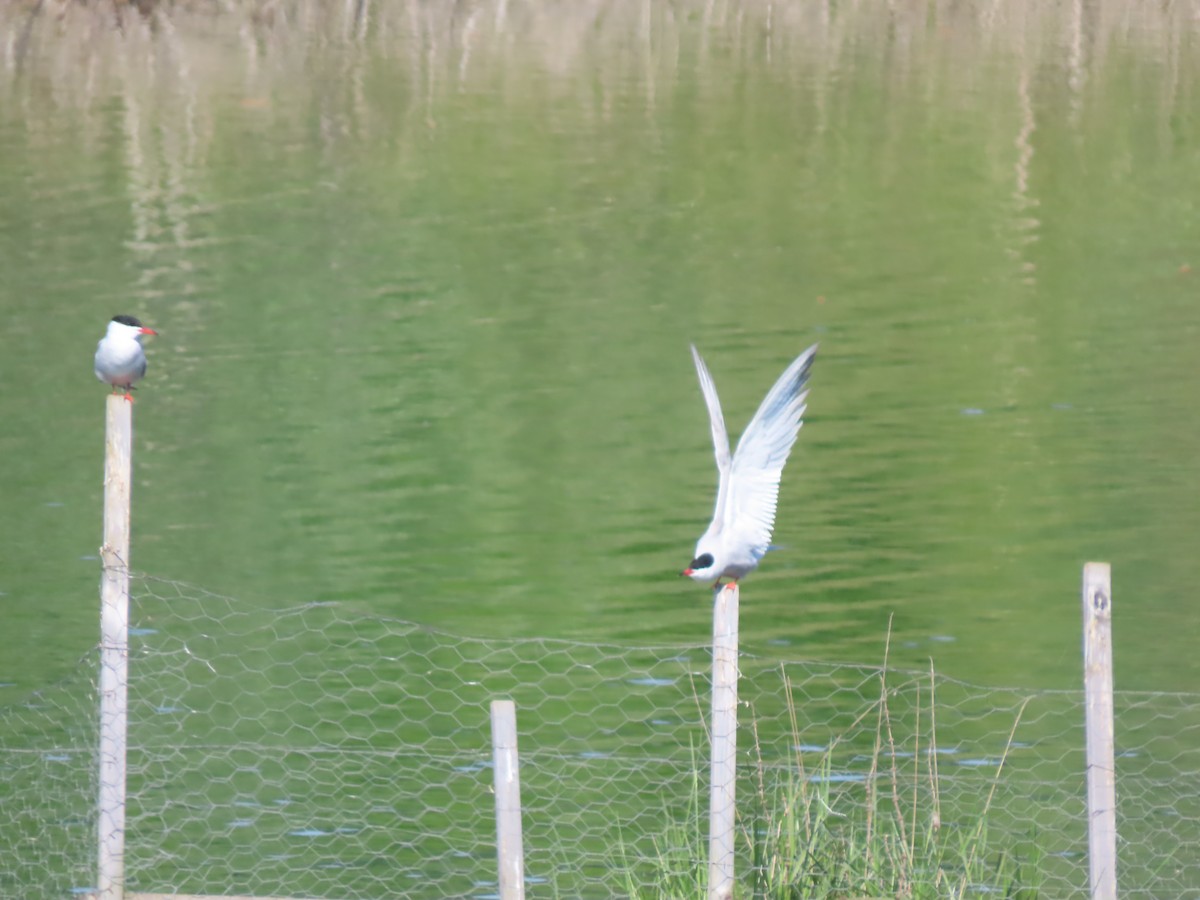 Common Tern - ML635053932