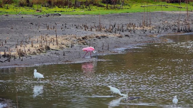 kolpík růžový - ML635053946