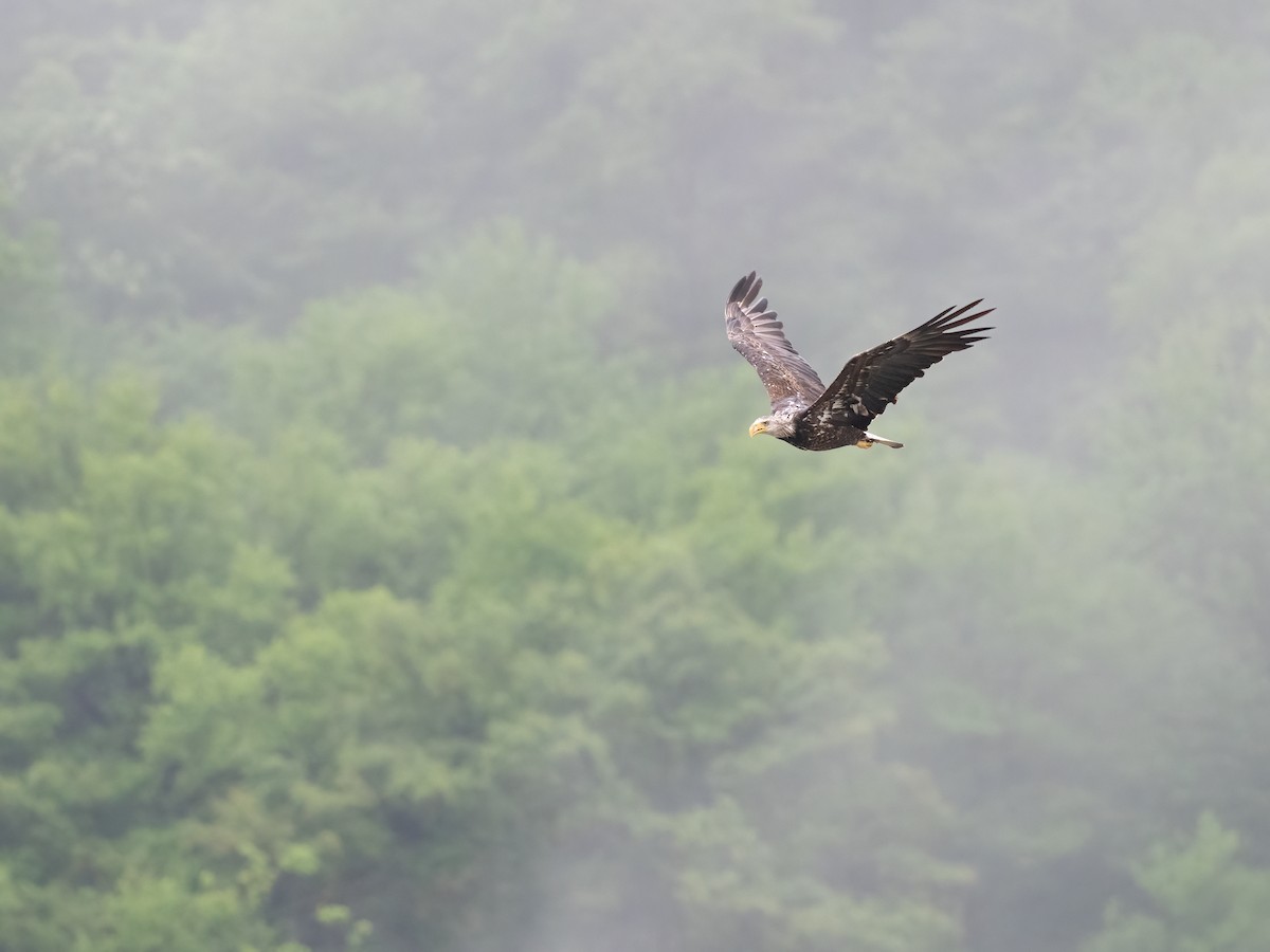Bald Eagle - ML635054050