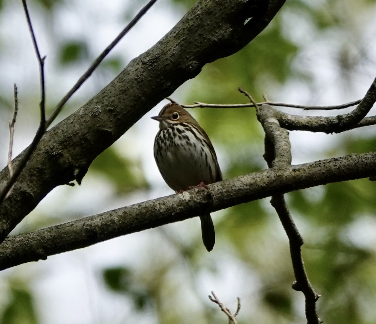 Ovenbird - ML635054076