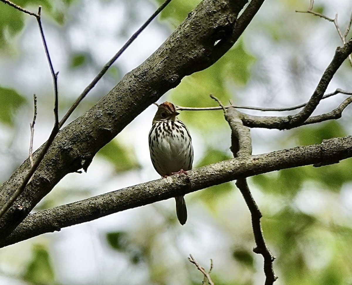 Ovenbird - ML635054077