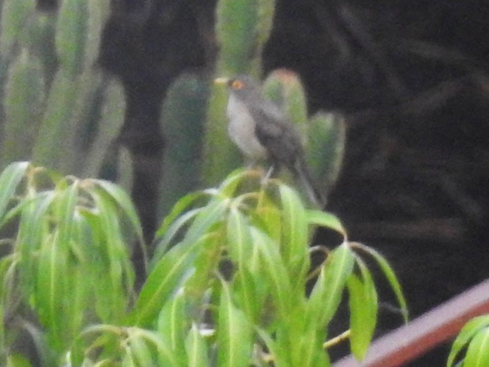 Spectacled Thrush - ML635054080