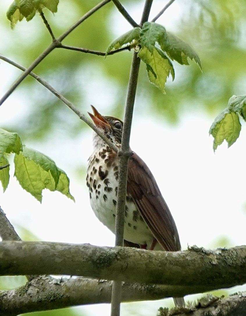 Wood Thrush - ML635054144