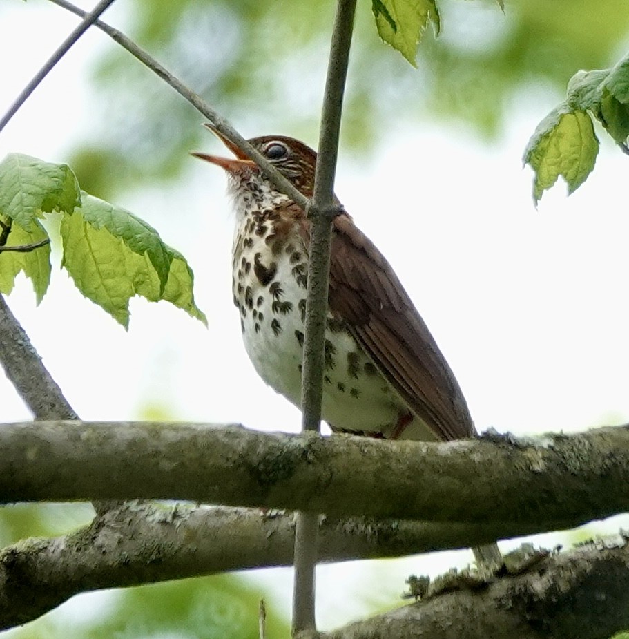 Wood Thrush - ML635054145