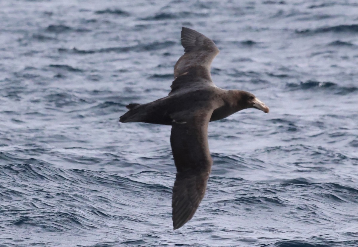 Northern Giant-Petrel - ML635054147
