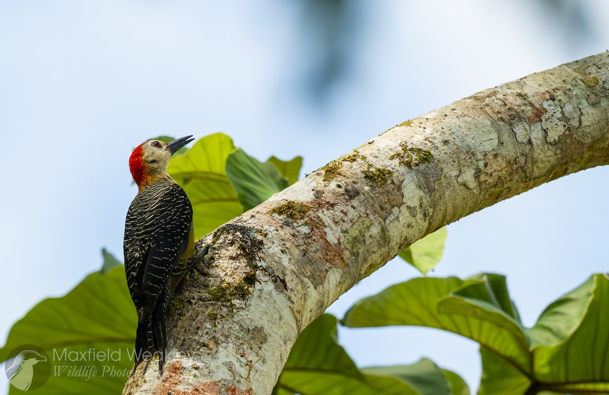Jamaican Woodpecker - ML635054150