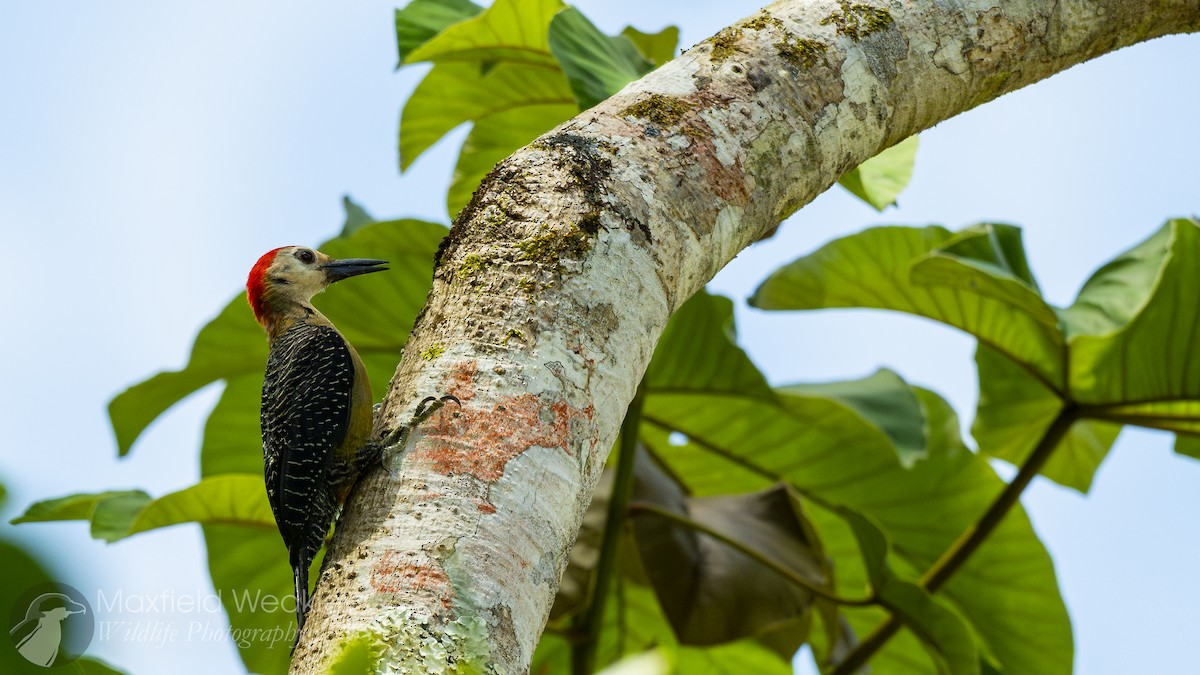 Jamaican Woodpecker - ML635054155