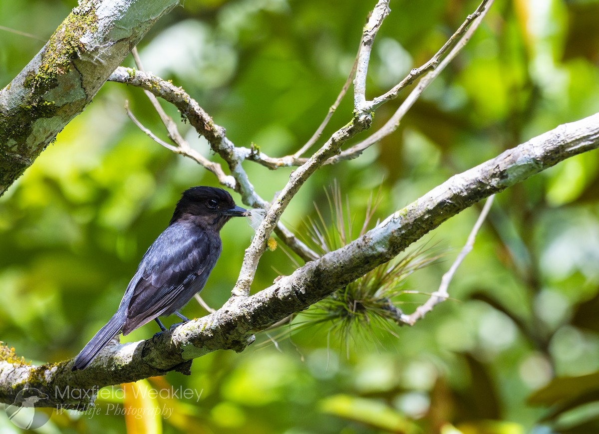 Jamaican Becard - ML635054169