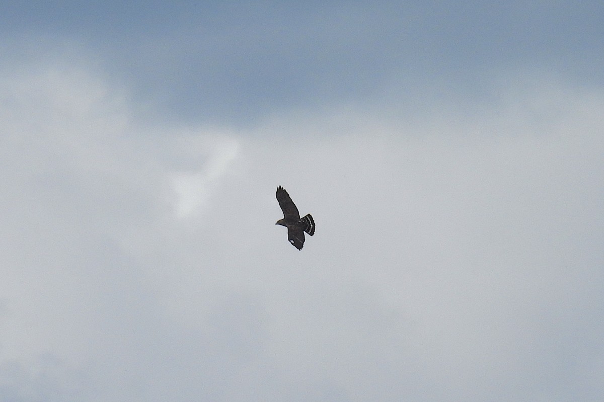 Broad-winged Hawk - ML635054187