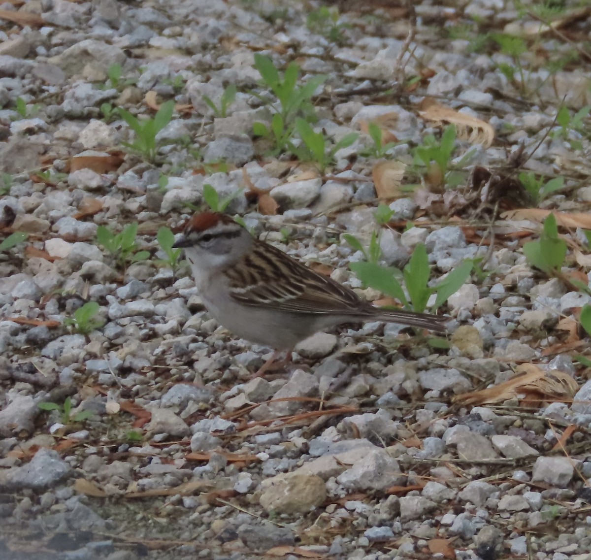 Chipping Sparrow - ML635054196