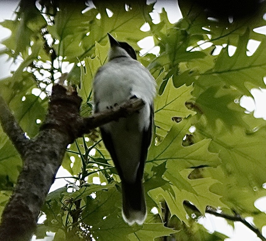Eastern Kingbird - ML635054206