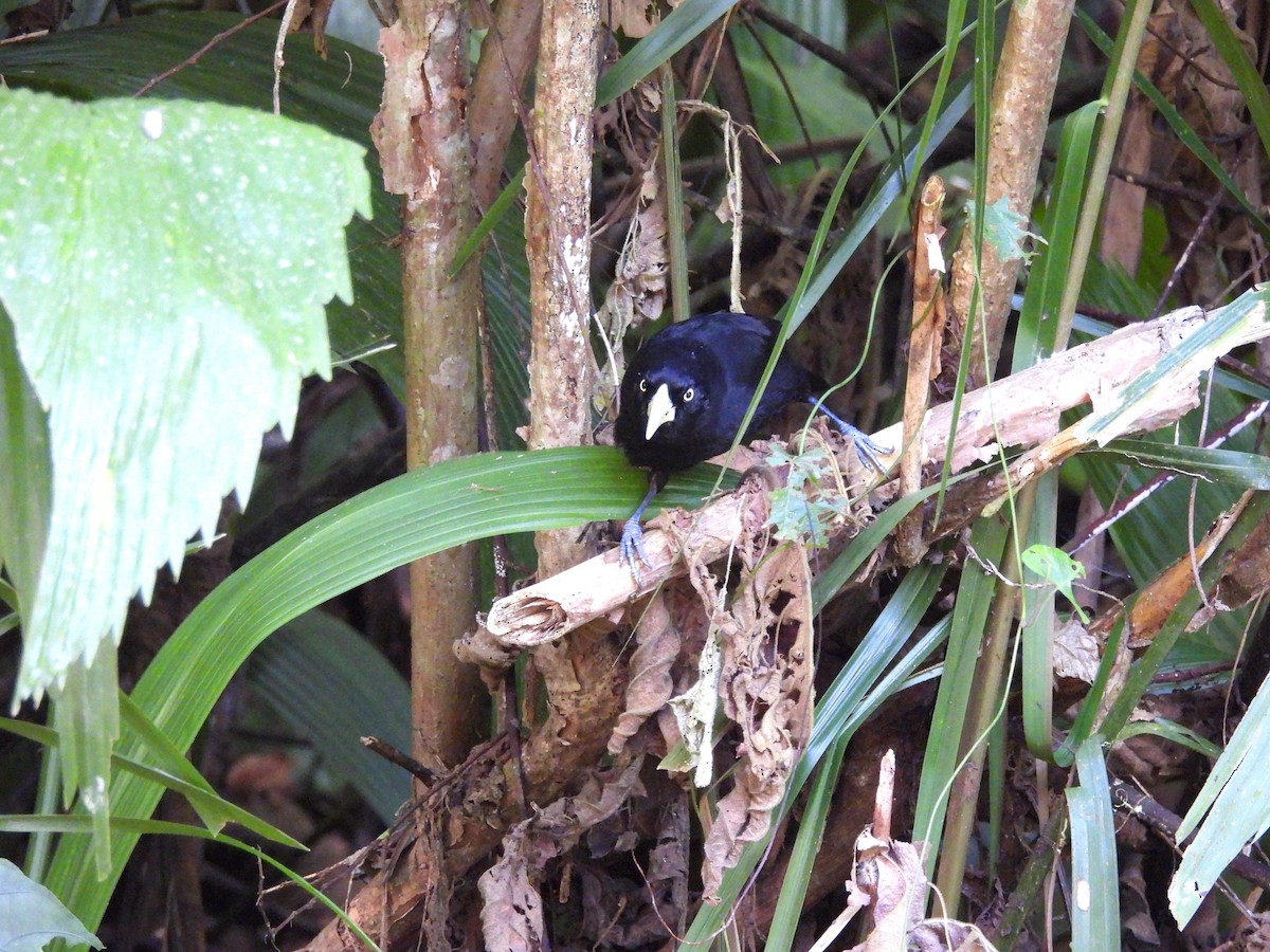 Yellow-billed Cacique - ML635054247