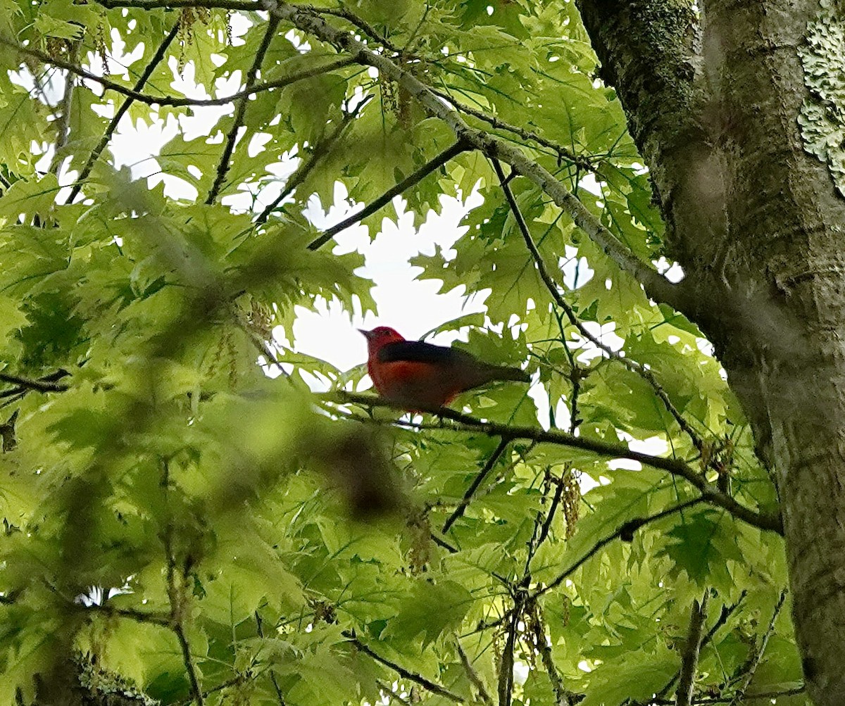 Scarlet Tanager - ML635054308
