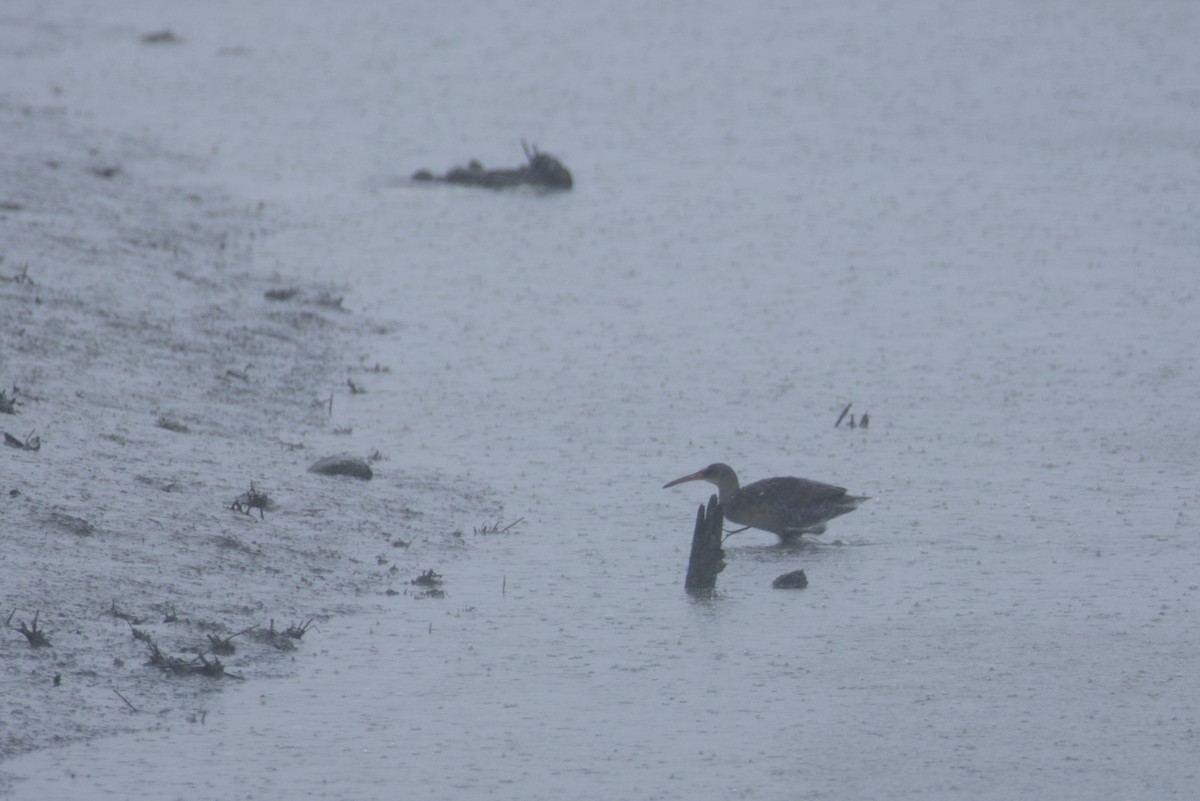 Clapper Rail - ML635054338