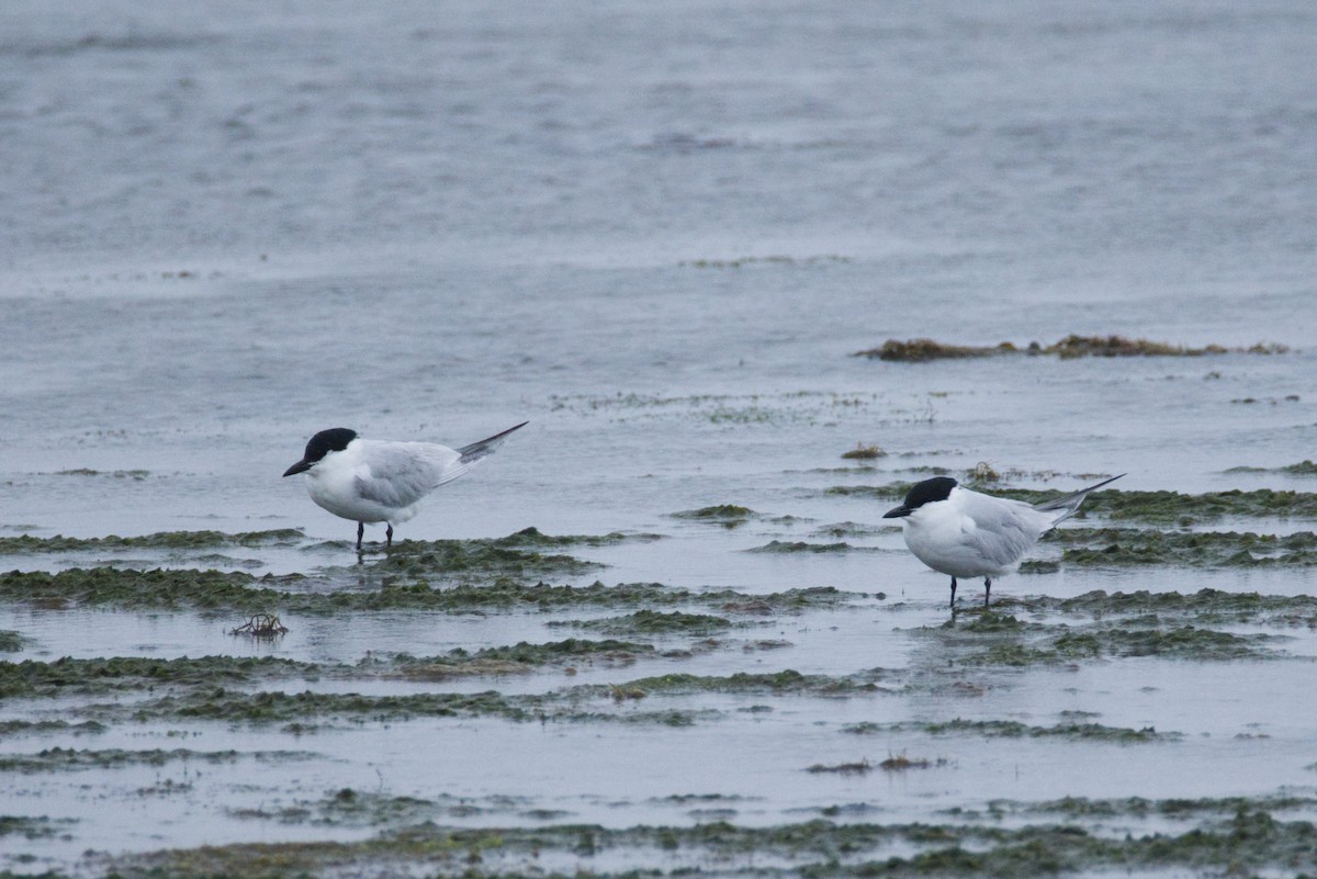Gull-billed Tern - ML635054384