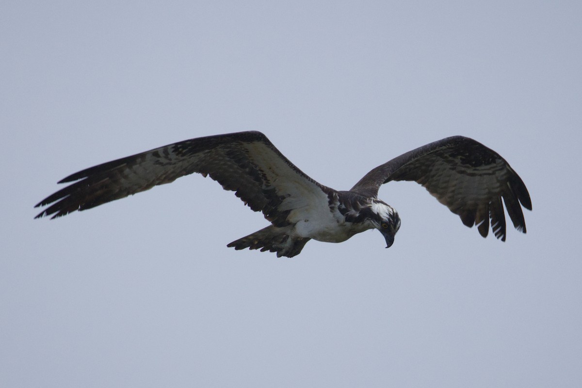 Osprey - ML635054404