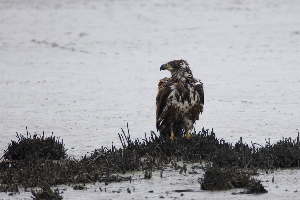 Bald Eagle - ML635054419